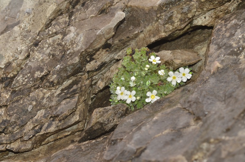 Androsace cylindrica subsp. hirtella (Dufour) Greuter &amp; Burdet