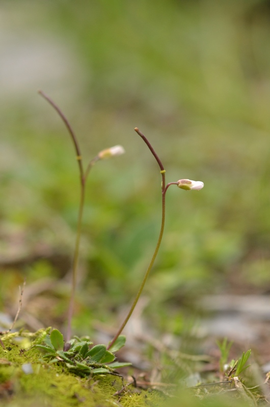 Arabis scabra All.