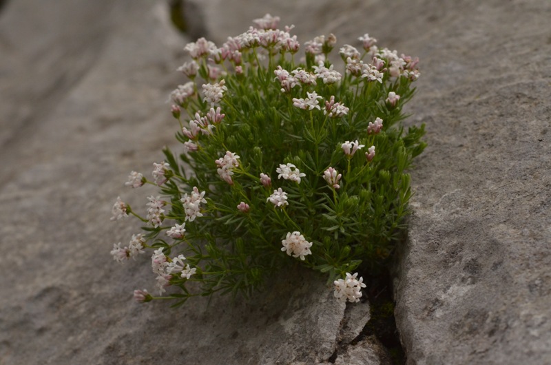 Asperula hirta Ramond