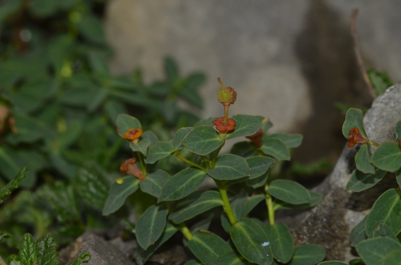 Euphorbia pyrenaica Jord.