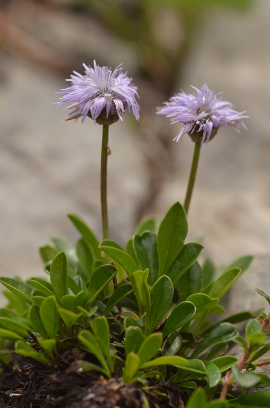 Globularia fuxensis Giraudias