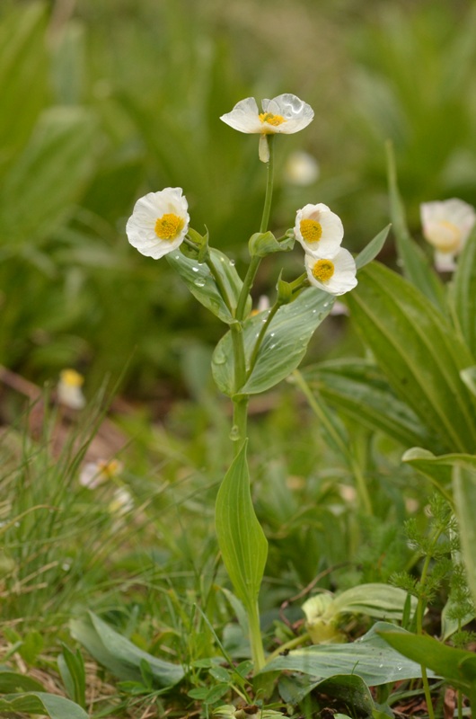 Ranunculus amplexicaulis L.