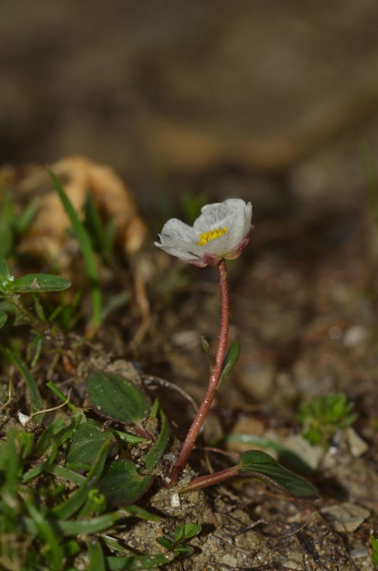 Ranunculus parnassifolius subsp. favargeri Küpfer