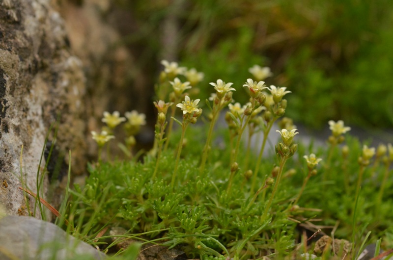 Saxifraga hariotii Luizet &amp; Soulié