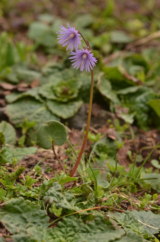 Soldanella alpina L.