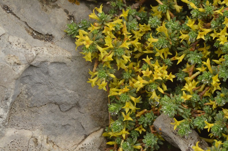 Thymelaea dioica (Gouan) All.
