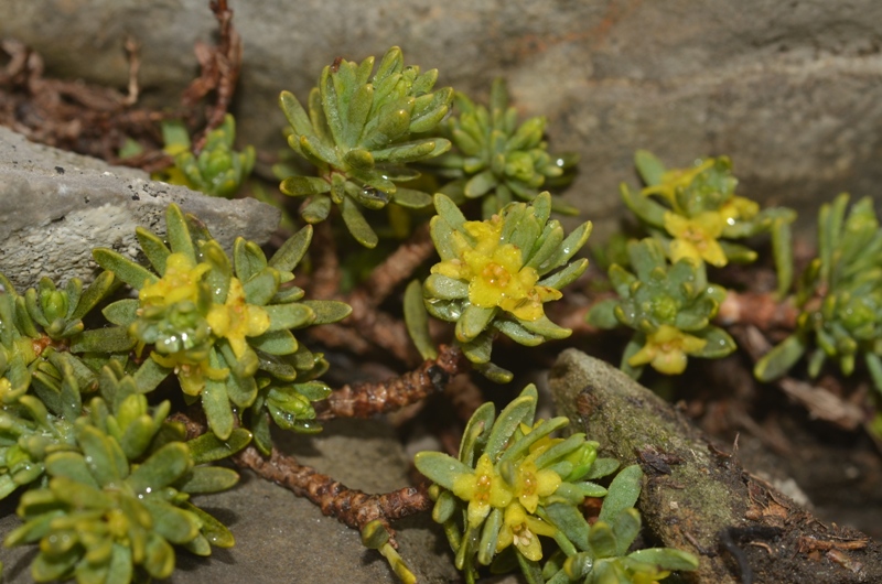 Thymelaea tinctoria subsp. nivalis (Ramond) Nyman