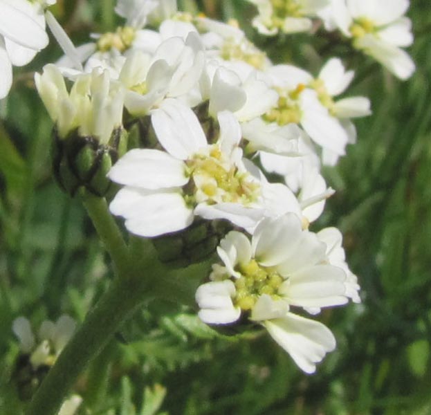 CH-BE-Grindelwald6645_modifié-3.jpg