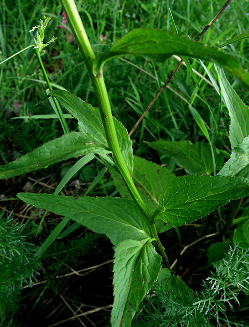 Phyteuma spicatum-Raiponce en épis-Campanulaceae-15SteUrcizeStatioSki140702-bla _R(1).jpg