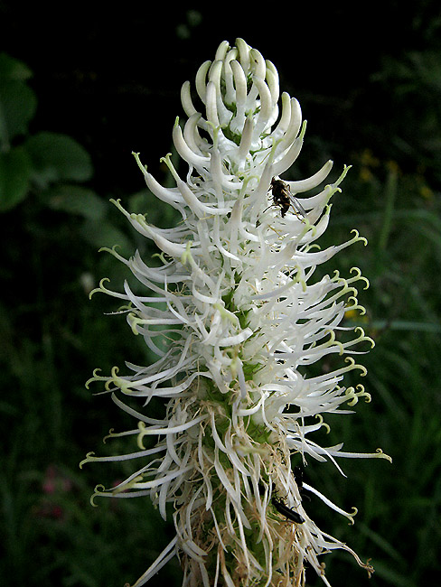 Phyteuma spicatum-Raiponce en épis-Campanulaceae-15SteUrcizeStatioSki140702-bla _R(2).jpg