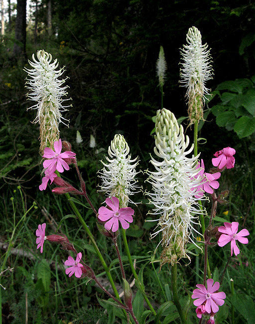 Phyteuma spicatum-Raiponce en épis-Campanulaceae-15SteUrcizeStatioSki140702-bla_R.jpg