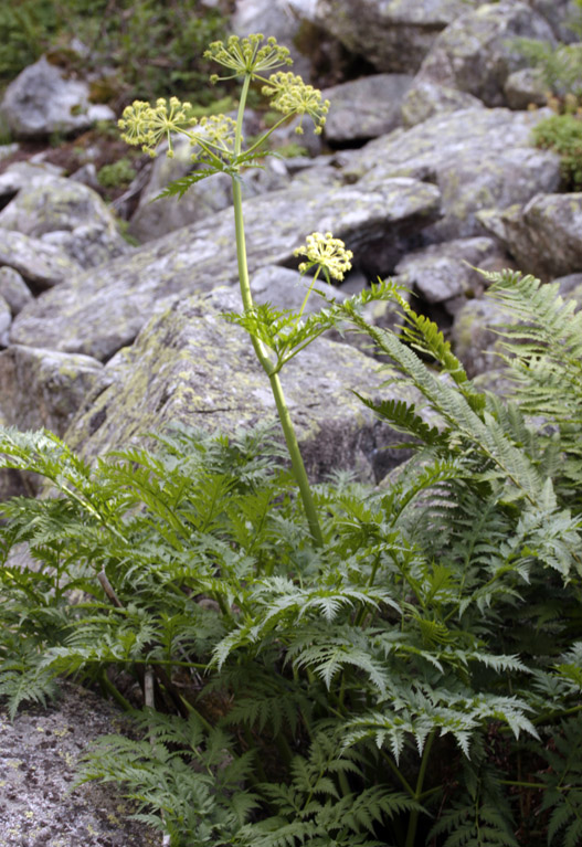 Apiacées - Molopospermum peloponnesiacum (M. du Péloponnèse.) - Pyrénées orientales 1800 m red.jpg
