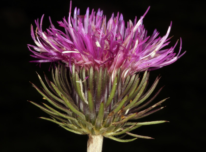 Asteracées - Carduus defloratus ssp. medius (Chardon intermédiaire) - Pyrénées orientales Andorre 1700 m red.jpg