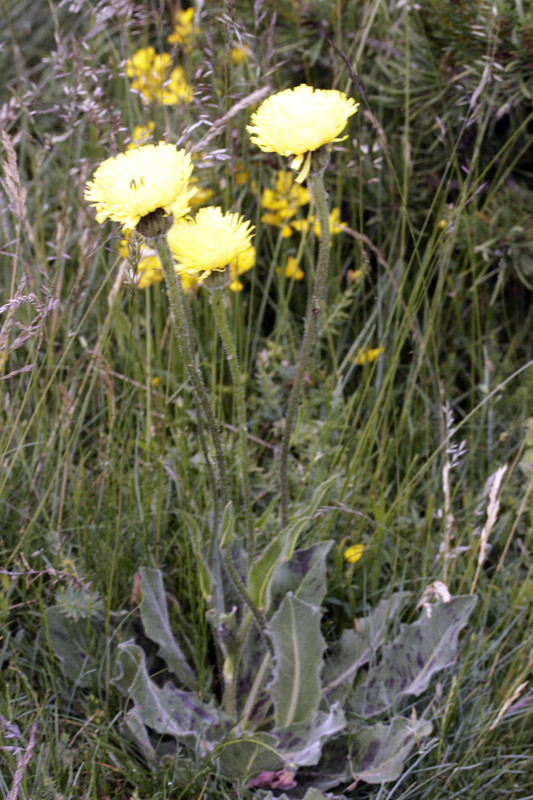 Asteracées - Hypochoeris maculata (Porcelle tachetée) - Pyrénées orientales red.jpg