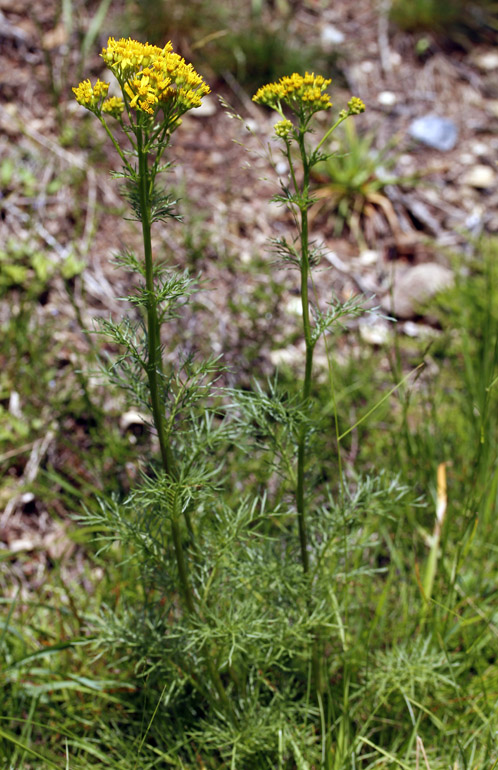 Asteracées - Jacobaea (= Senecio) adonidifolia (Séneçon à feuilles d'Adonis) - Pyrénées orientales red.jpg