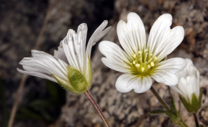 Caryophyllacées - Cerastium cerastoides (Céraiste à trois styles) - Pyrénées orientales 1900 m red.jpg