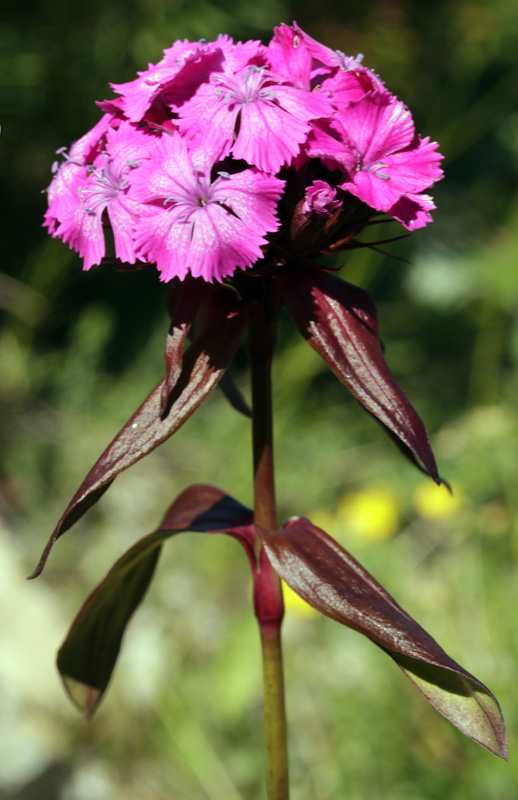 Caryophyllacées - Dianthus barbatus (Oeillet barbu) - Pyrénées orientales 1800 m red.jpg