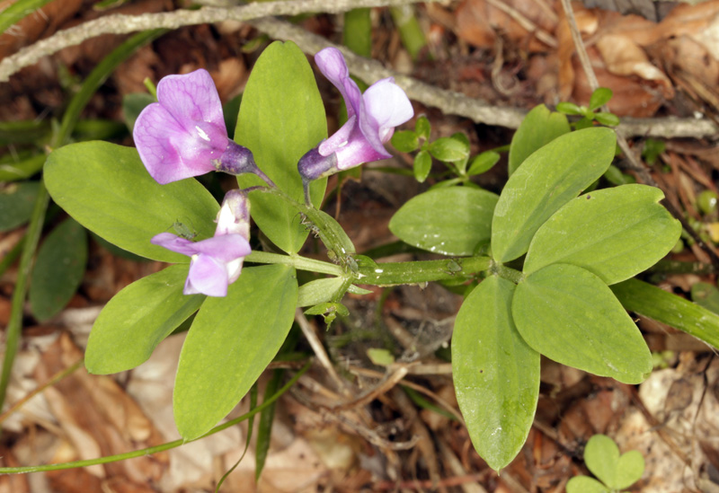 Fabacées - Lathyrus linifolius f. montanus (Gesse des montagnes) - Pyrénées orientales 1700 m red.jpg
