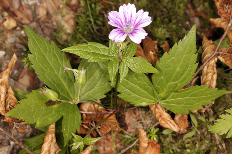 Geraniacées - Geranium nodosum (G. à tige noueuse) - Pyrénées orientales 1500 m red.jpg