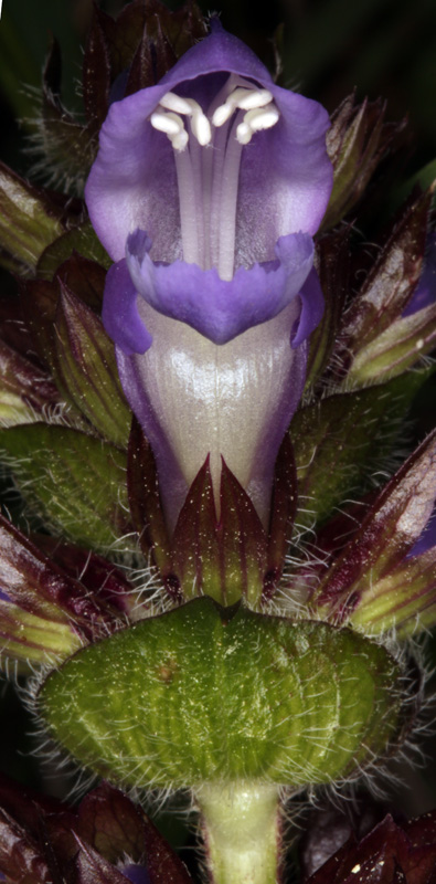Lamiacées - Prunella grandiflora (Brunelle à grandes fleurs) - Pyrénées orientales red.jpg