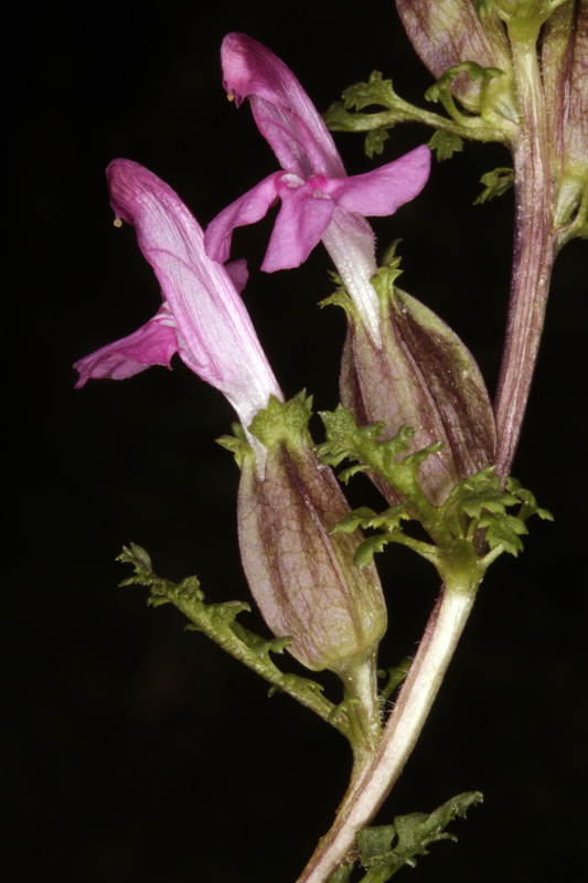 Orobanchacées - Pedicularis sylvatica (P. des bois) - Pyrénées orientales red 1.jpg