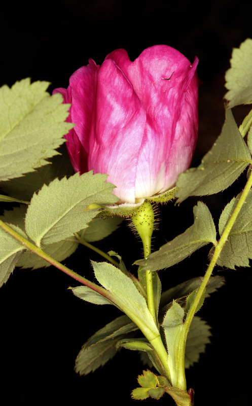 Rosacées - Rosa pendulina (Eglantier à fruits pendants)  - Pyrénées orientales red.jpg