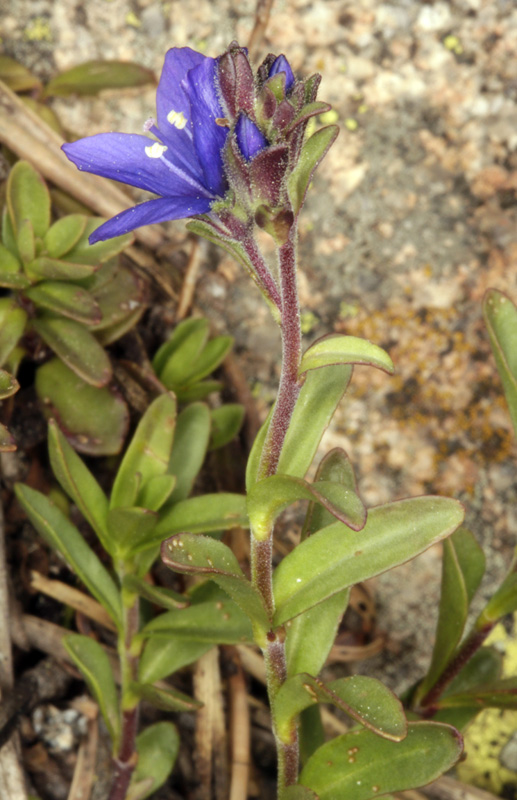 Scophularlacées - Veronica fruticans (V. buissonnante.) - Pyrénées orientales red.jpg