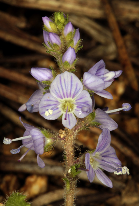 Scophularlacées - Veronica officinalis (V. o.) - Pyrénées orientales red.jpg