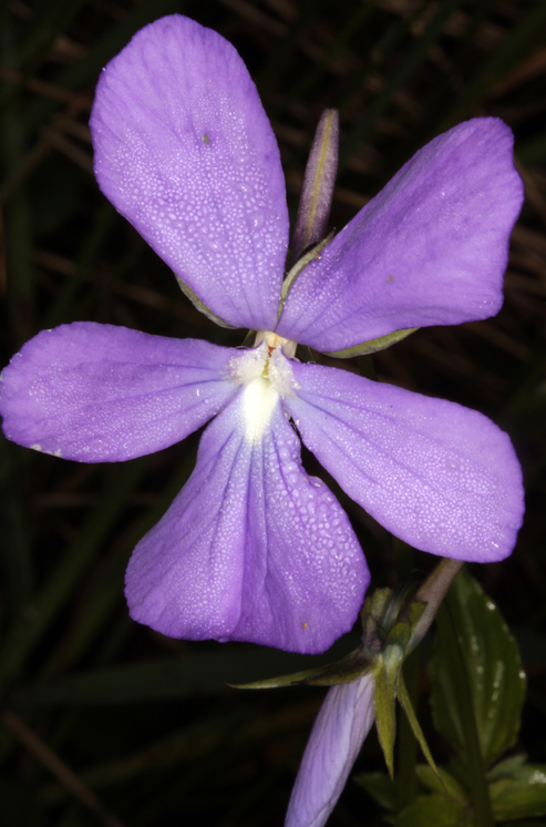 Violacées - Viola cornuta (Pensée à cornes) - Pyrénées orientales 1700 m red.jpg