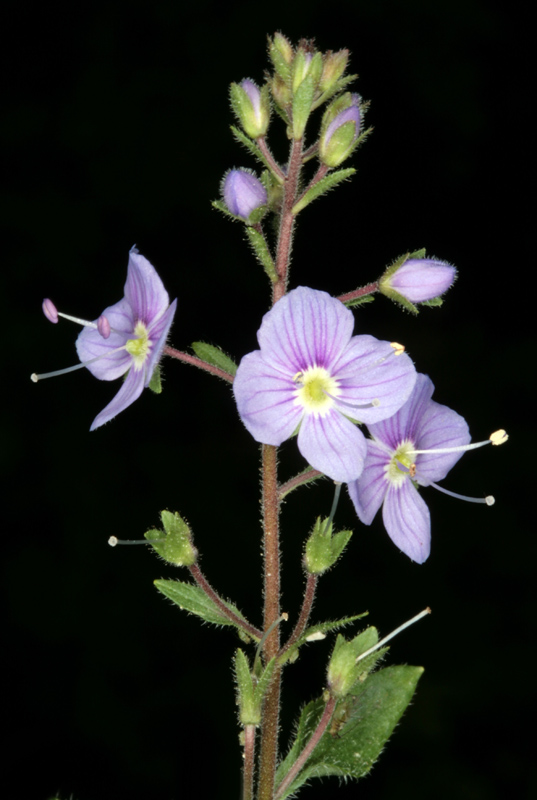 Scophularlacées - Veronica ponae red .jpg
