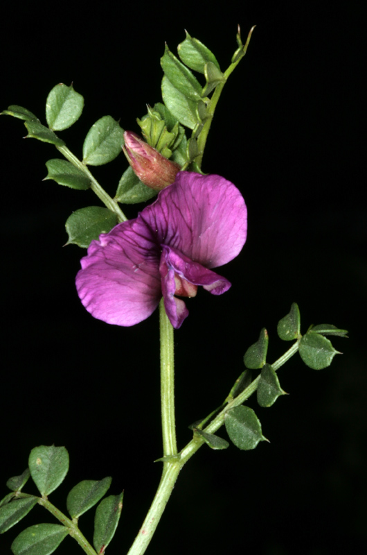 Fabacées - Vicia pyrenaica (Vesce des Pyrénées) - Pyrénées orientales 1800 m red.jpg