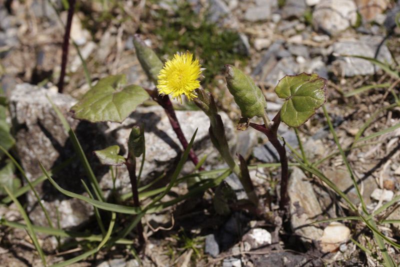 Asteracées - Tussilago farfara (Pas-d'Ane) - Pyrénées orientales Andorre 2100 m red.jpg