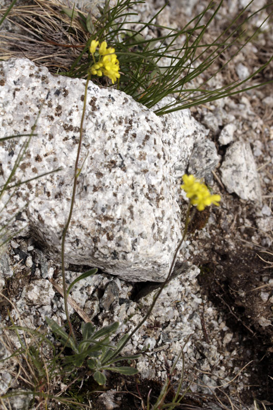 Brassicacées - Biscutella intermedia (Biscutelle intermédiaire) - Pyrénées orientales Andorre 2100 m red.jpg