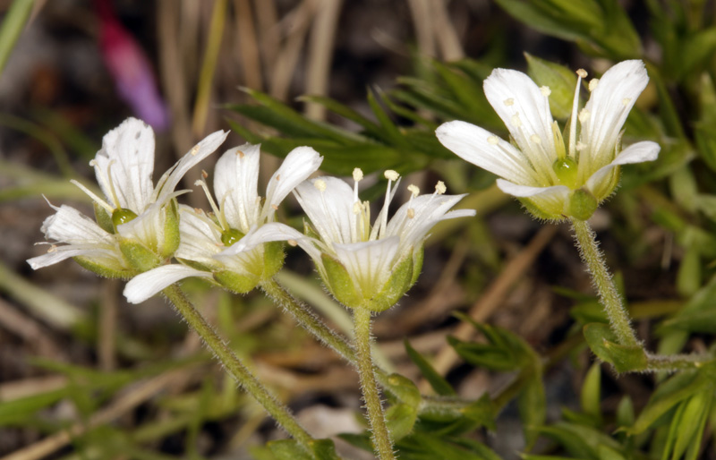 Caryophyllacées - Arenaria grandiflora (Sabline à grandes fleurs) - Pyrénées orientales Andorre 2100 m red.jpg