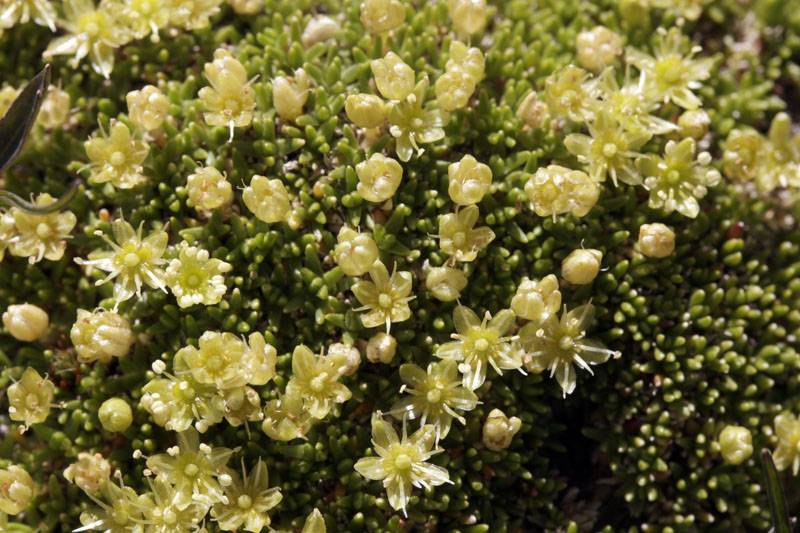 Caryophyllacées - Minuartia sedoides (Minuartie faux orpin) - Pyrénées orientales Andorre 2100 m red.jpg