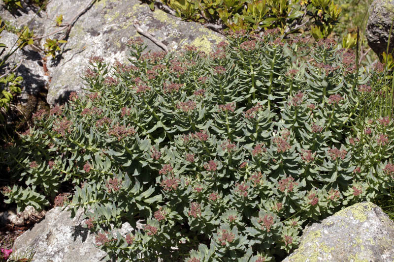 Crassulacées - Rhodiola rosea (Orpin odorant) - Pyrénées orientales Andorre 2100 m red.jpg