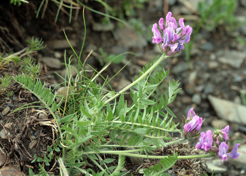 Fabacées - Oxytropis foucaudii (O. de Foucaud) - Pyrénées orientales 2000 m red.jpg