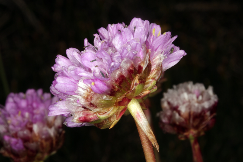Plumbaginacées - Armeria muelleri (A. de Muller) - Pyrénées orientales 2100 m red.jpg