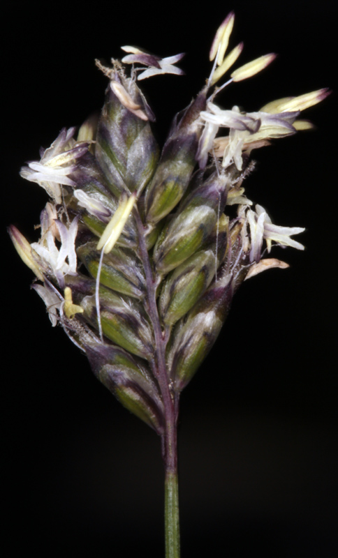 Poacées - Oreochloa disticha subsp. blanka - Pyrénées orientales Andorre 2100 m red.jpg