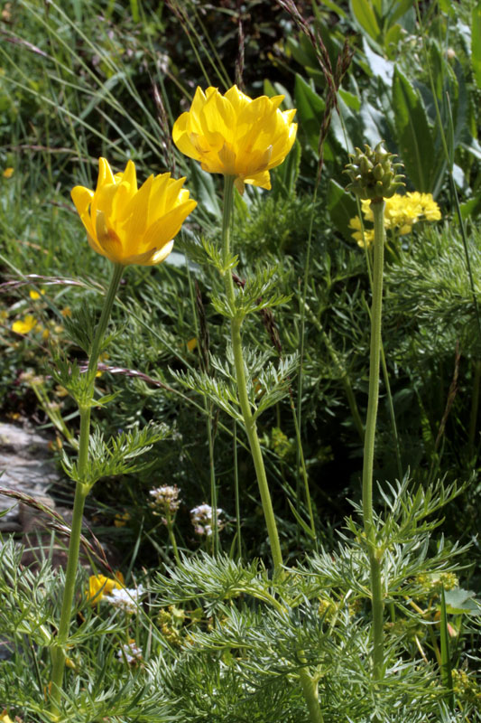 Ranunculacées - Adonis pyrenaica (A. des P.) - Pyrénées orientales red.jpg