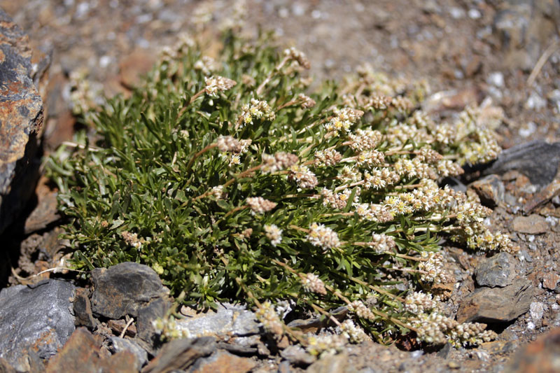 Resédacées - Sesamoides pygmaea  (Astérocarpe) - Pyrénées orientales 2100 m red.jpg