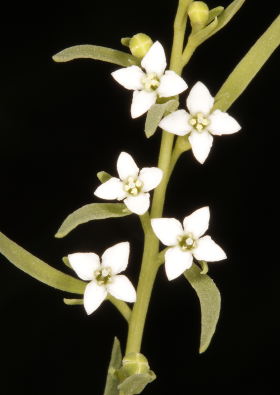 Santalacées - Thesium alpinum (Thésium des Alpes) - Pyrénées orientales 2100 m red.jpg