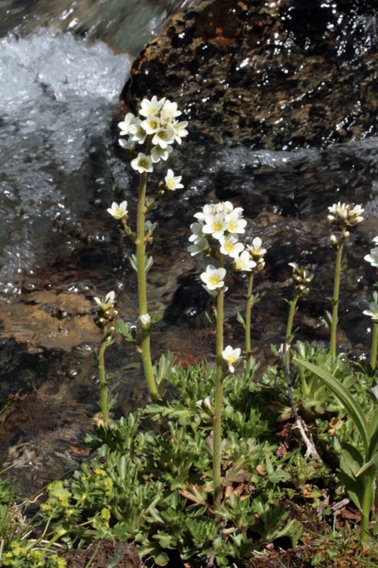 Saxifragacées - Saxifraga aquatica (Saxifrage aquatique) - Pyrénées orientales red.jpg