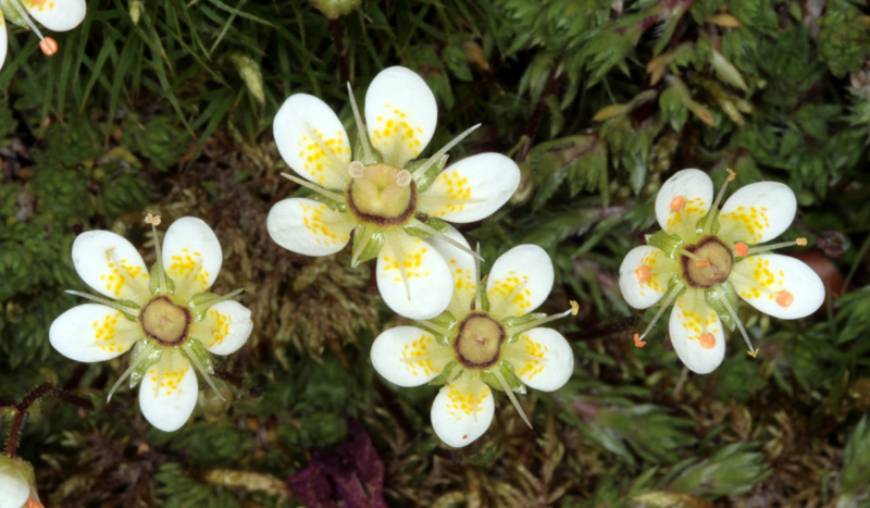Saxifragacées - Saxifraga bryoides (Saxifrage d'Auvergne) - Pyrénées orientales Andorre 2100 m red.jpg