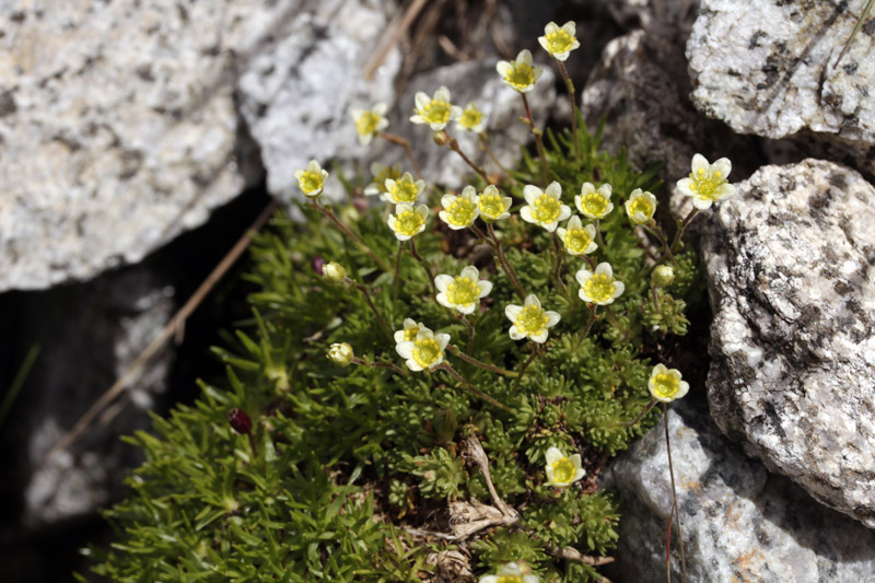 Saxifragacées - Saxifraga exarata (Saxifrage sillonée) - Pyrénées orientales Andorre 2100 m red.jpg