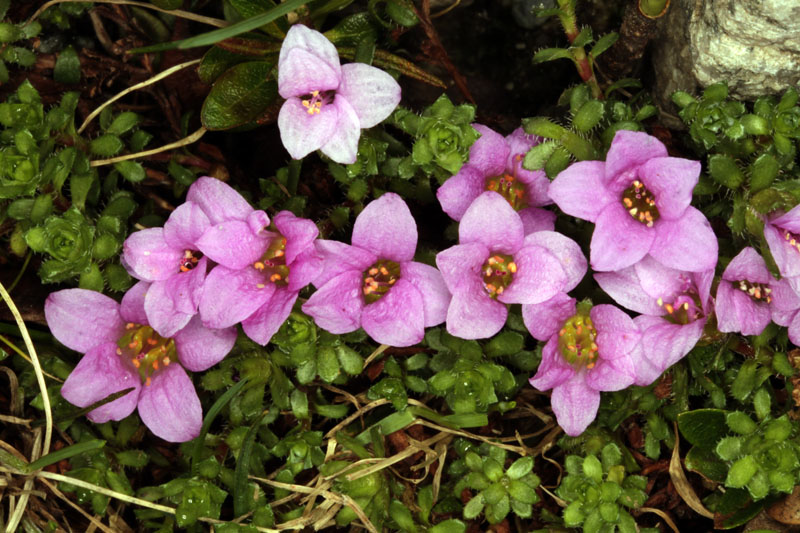 Saxifragacées - Saxifraga oppositifolia (S. à feuilles opposées) - Pyrénées orientales Andorre 2100 m red.jpg