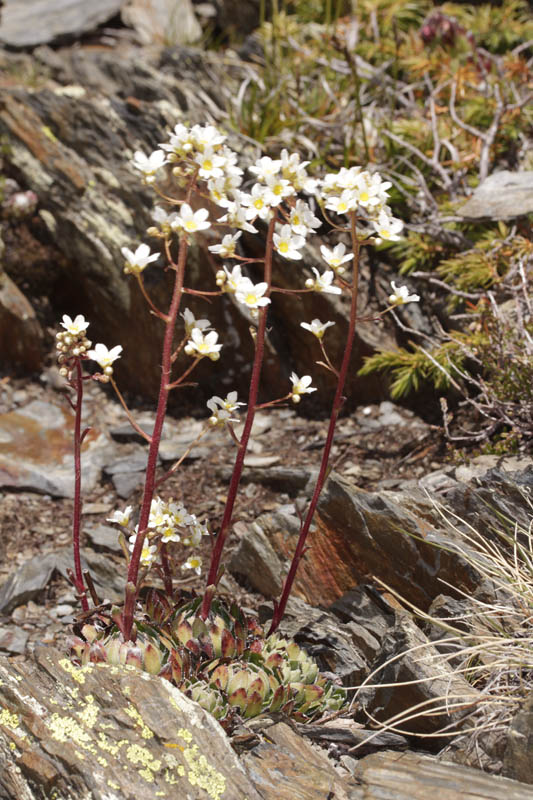 Saxifragacées - Saxifraga paniculata (S. en panicules) - Pyrénées orientales Andorre 2100 m red.jpg