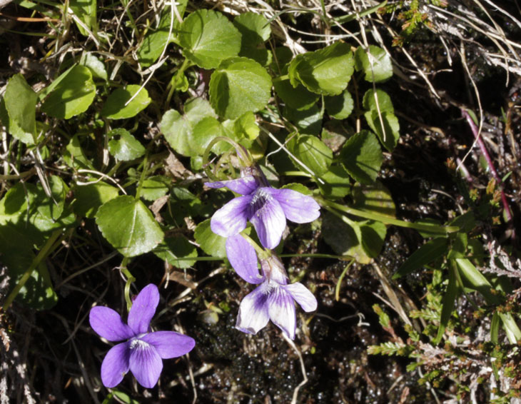 Violacées - Viola pyrenaica (V. des P.) - Pyrénées orientales red.jpg