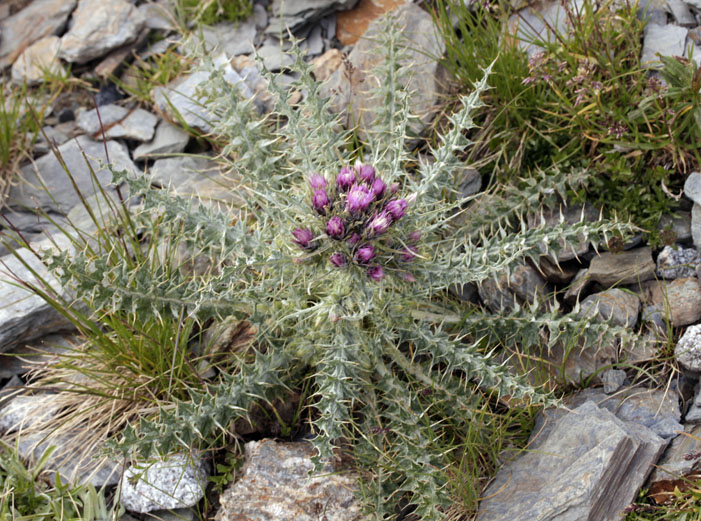 Asteracées - Carduus carlinoides (= pyrenaicus)  (Chardon fausse carline) - Pyrénées orientales Andorre 2400 m red.jpg