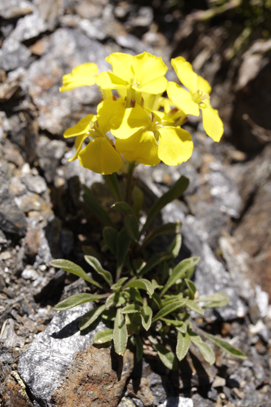 Brassicacées - Erysimum duriaei ssp. pyrenaicum (Vélar des Pyrénées) - Pyrénées orientales Andorre 2400 m red.jpg